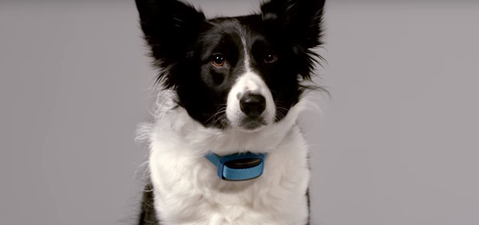 Kaal Winkelier niettemin Garmin Delta Smart: activiteitstracker voor honden met handige app